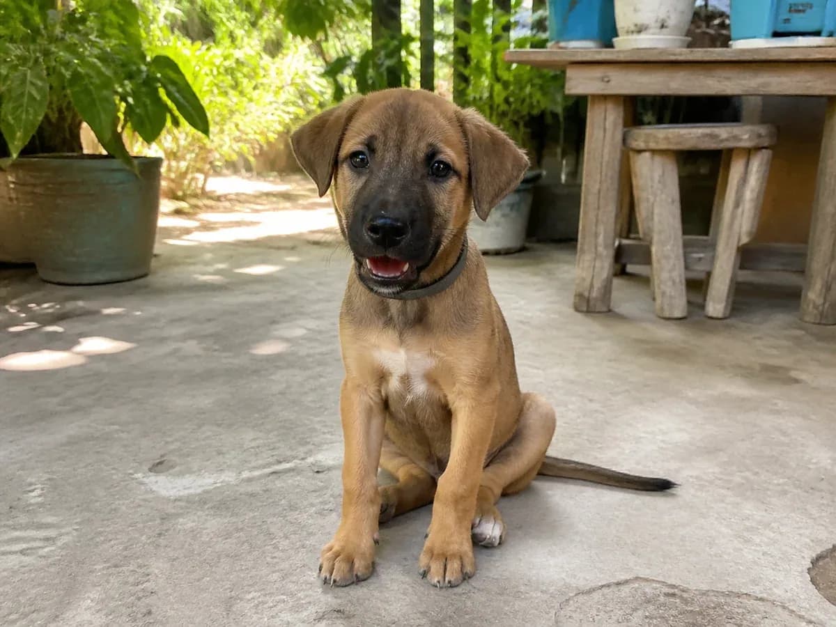 Rescued Mixed Breed Puppy for Adoption sample listing photo