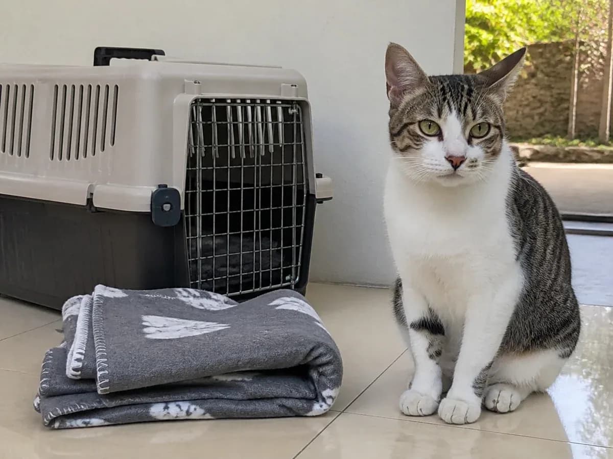 Calm Adult Tabby Cat Seeking Indoor Home sample listing photo
