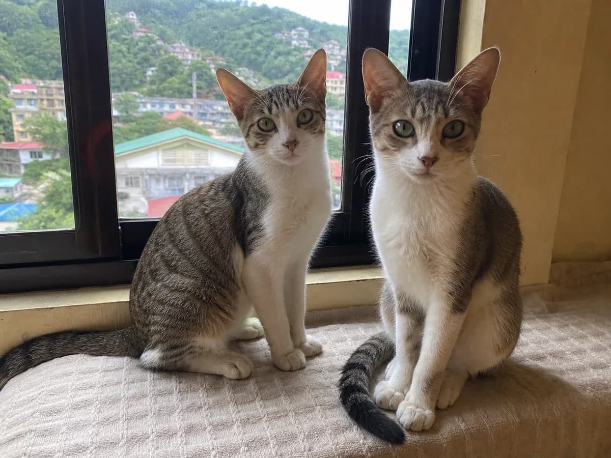 Bonded Pair of Young Cats for Adoption sample listing photo